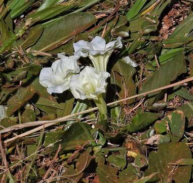 Image of Ruellia morongii Britton