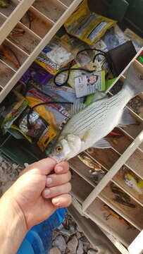 Image of White Bass