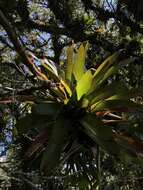 Image of Tillandsia denudata André