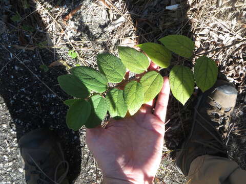 Image of <i>Trema micrantha</i> var. <i>floridana</i> (Britton ex Small) Standl. & Steyerm.