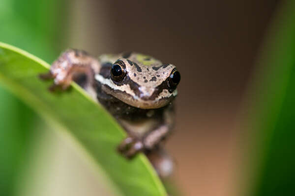 Image of Madrean Treefrog