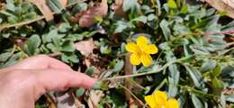 Image of Tuberaria lignosa (Sweet) Samp.