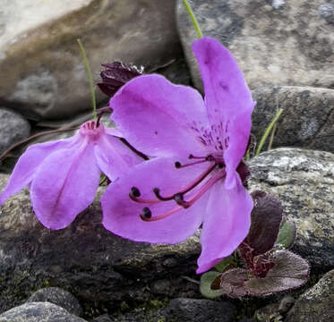 Imagem de Rhododendron camtschaticum subsp. glandulosum (Standl.) B. Boivin