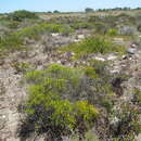 Image of Pteronia diosmifolia F. A. Brusse