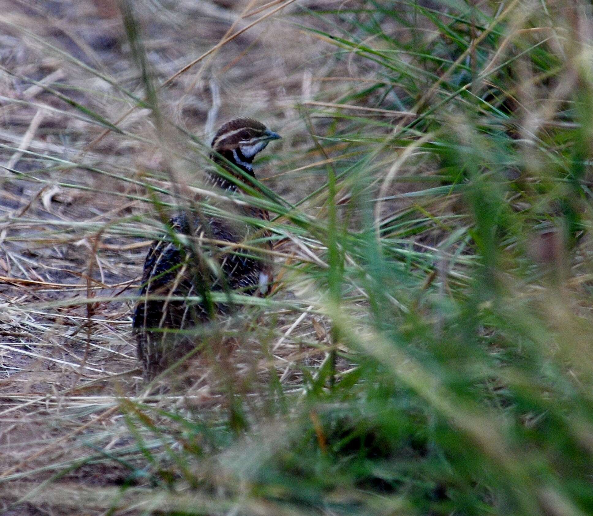 Image of Harlequin Quail