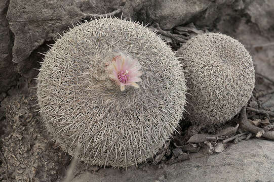 Image of Epithelantha unguispina