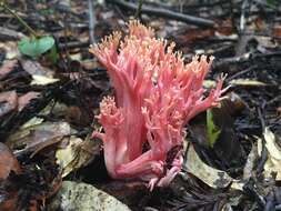 Ramaria araiospora Marr & D. E. Stuntz 1974的圖片