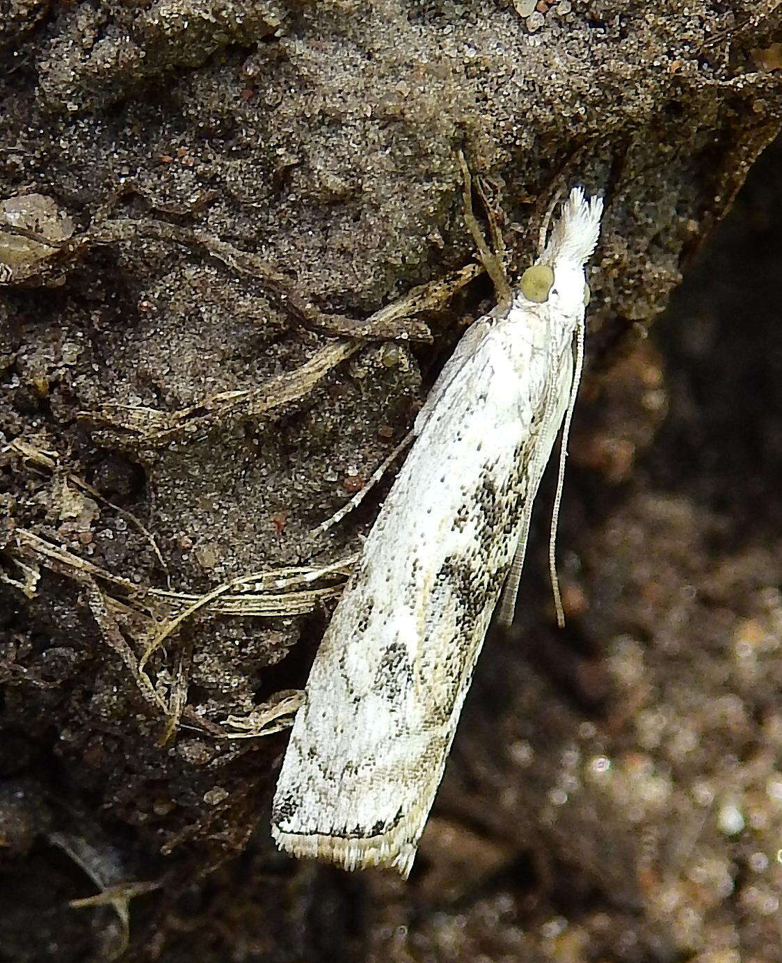 Image of Crambus sparsellus Walker 1866