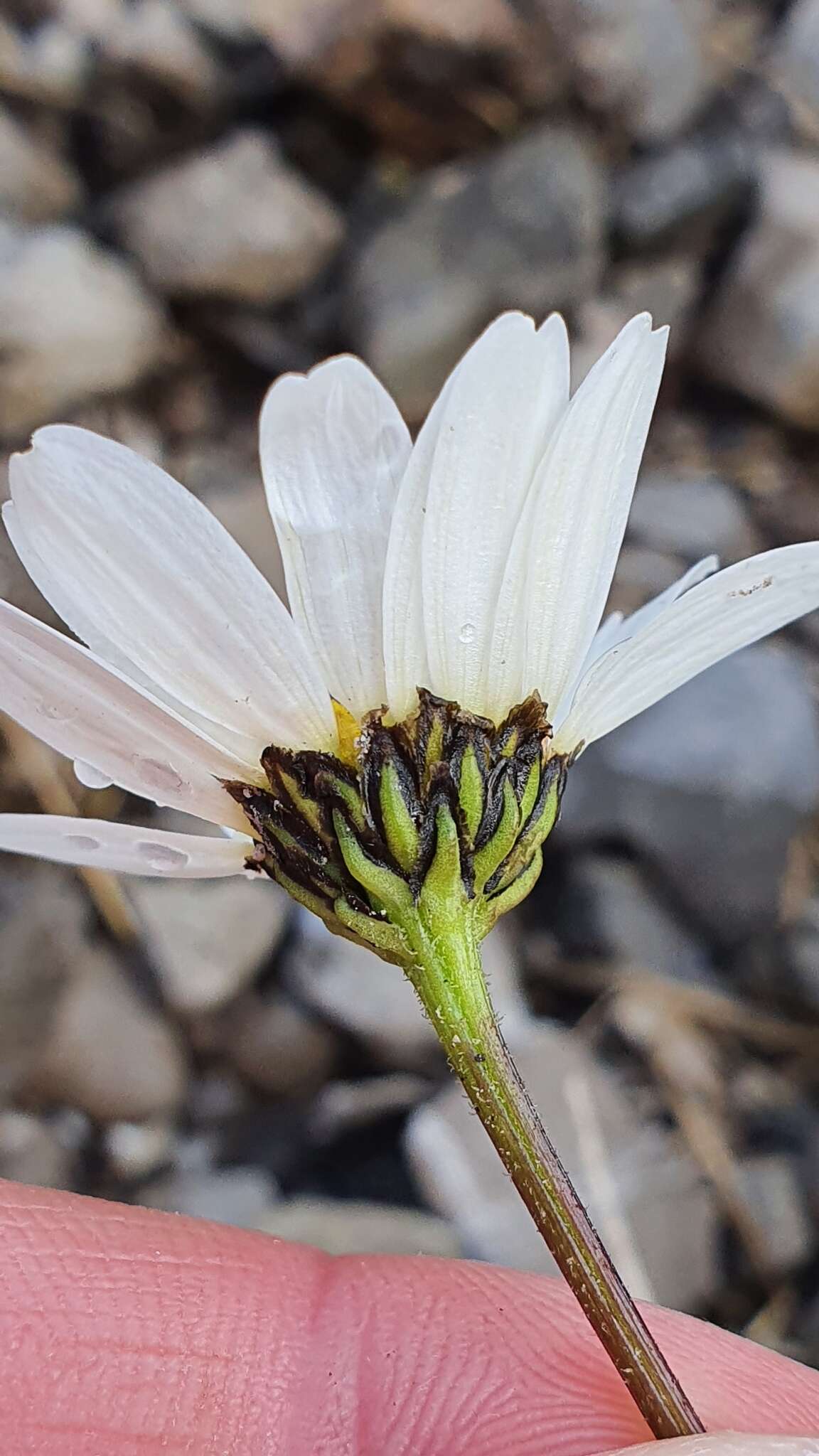 Слика од Leucanthemum halleri (Suter) Polatschek