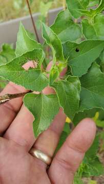 Image of cucumberleaf sunflower