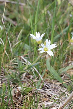 صورة Cerastium arvense subsp. arvense