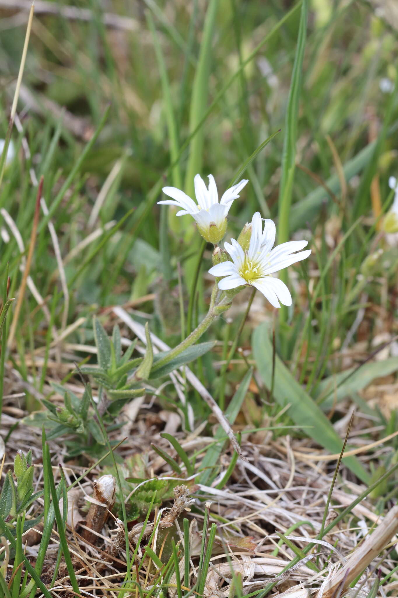 Plancia ëd Cerastium arvense subsp. arvense