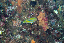 Image of Blue Banded Surgeonfish