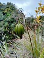 Image of Cyrtochilum auropurpureum (Rchb. fil.) Dalström