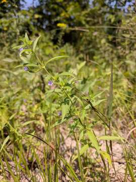 Image of fluxweed