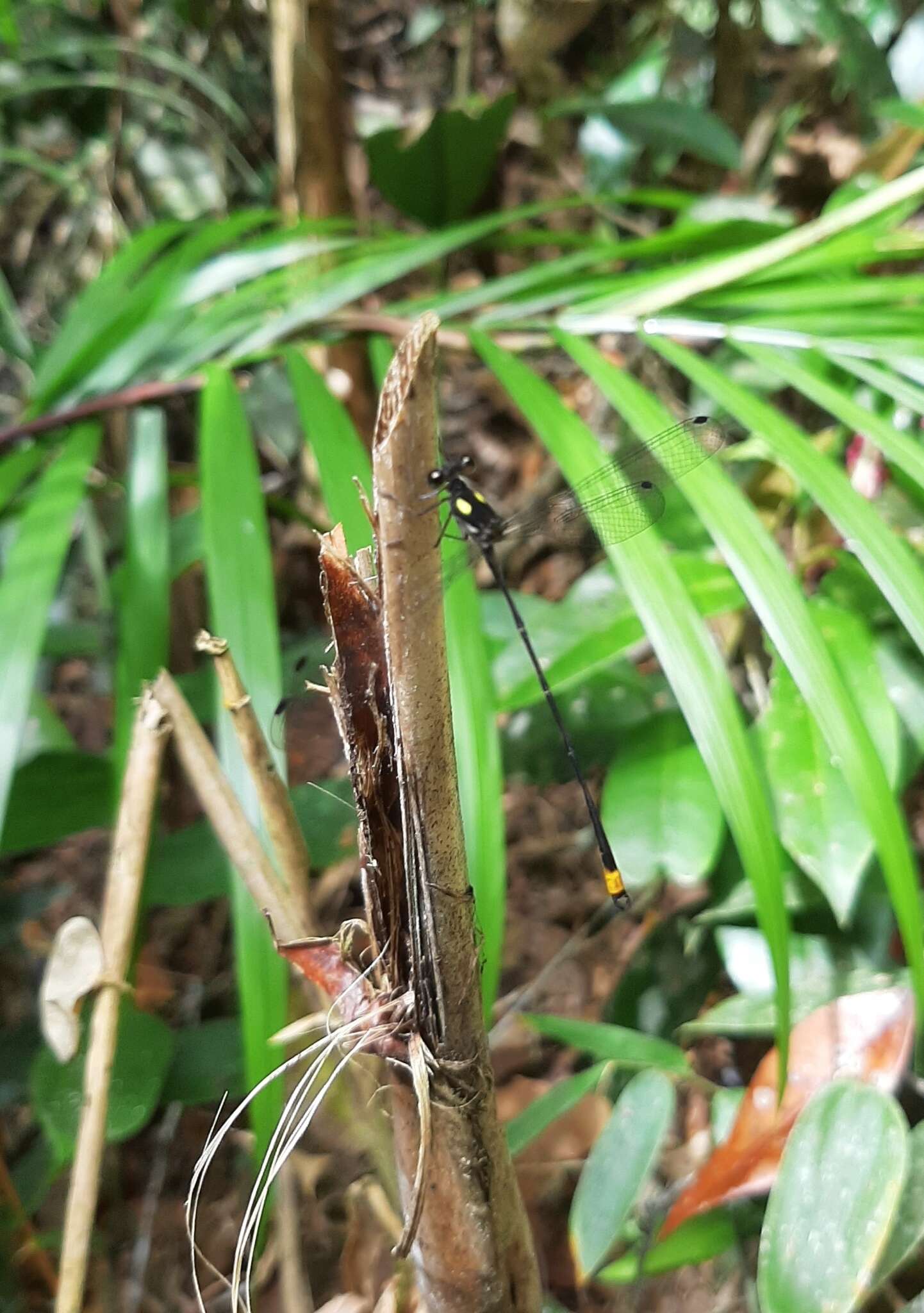 Image of Heteragrion tiradentense Machado & Bedé 2006