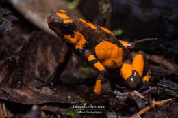 Image of Harlequin Poison Frog