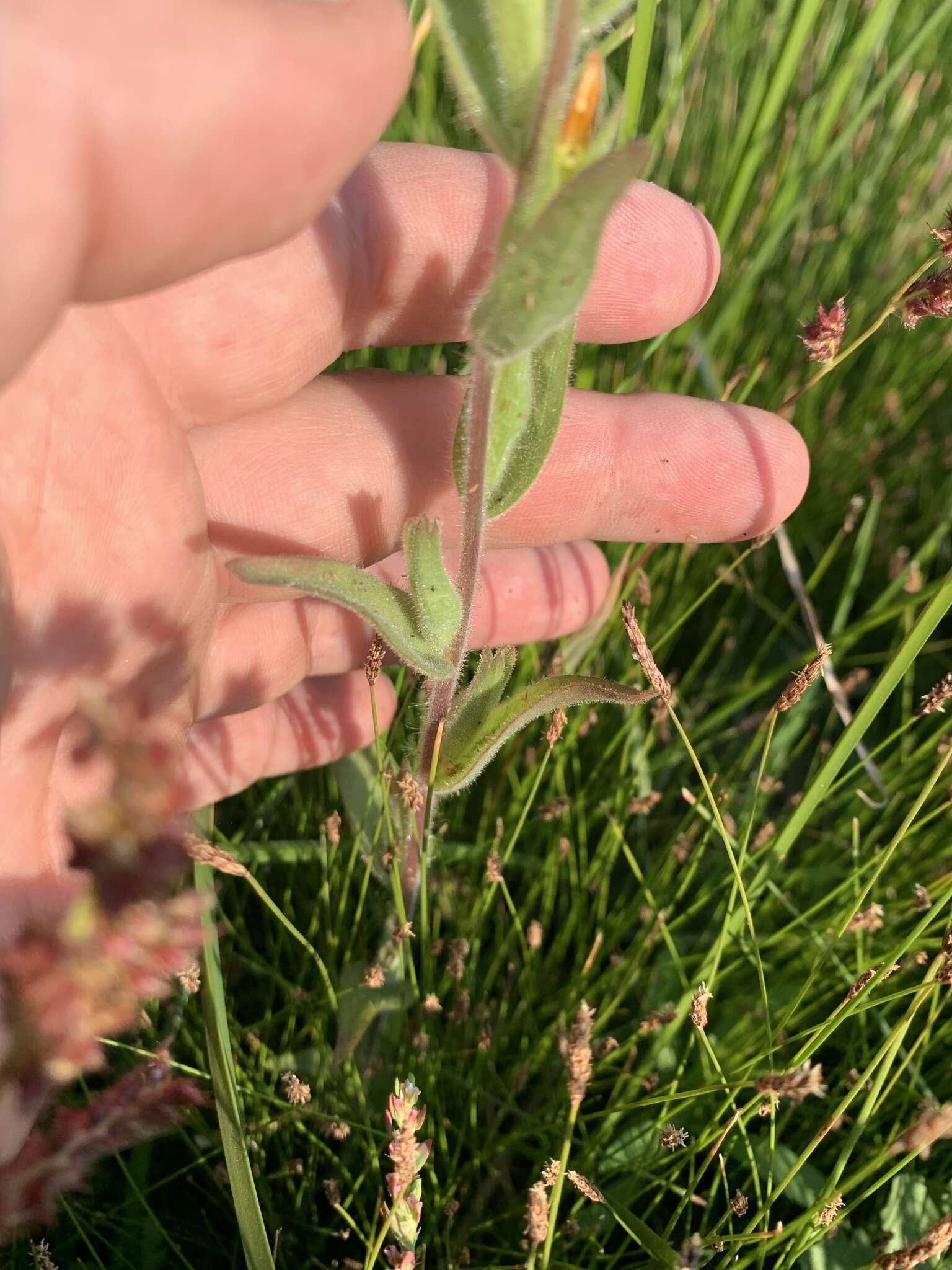 Image of Castilleja minor var. exilis (A. Nelson) J. M. Egger