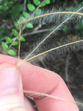 Plancia ëd Stipa neomexicana (Thurb.) Scribn.