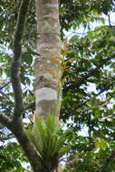 Image of Catopsis occulta Mart.-Correa, Espejo & López-Ferr.