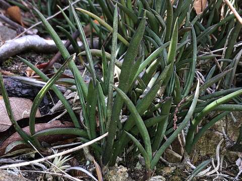 Image de Sansevieria cylindrica Bojer ex Hook.