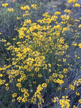 Image of Coronilla juncea L.