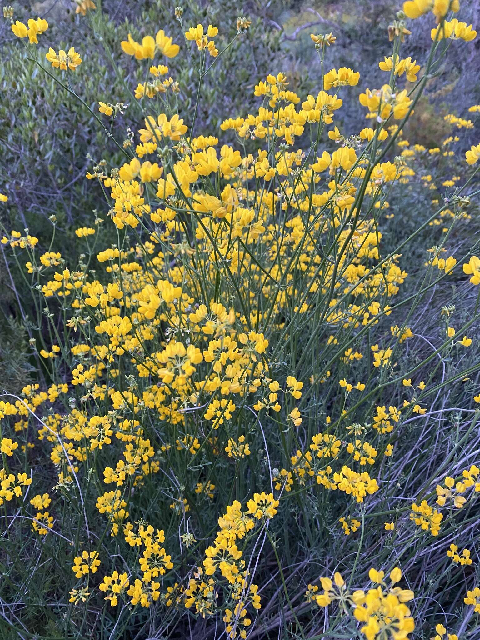 Plancia ëd Coronilla juncea L.