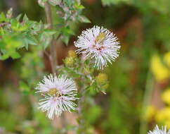 Image of Melaleuca squamea Labill.