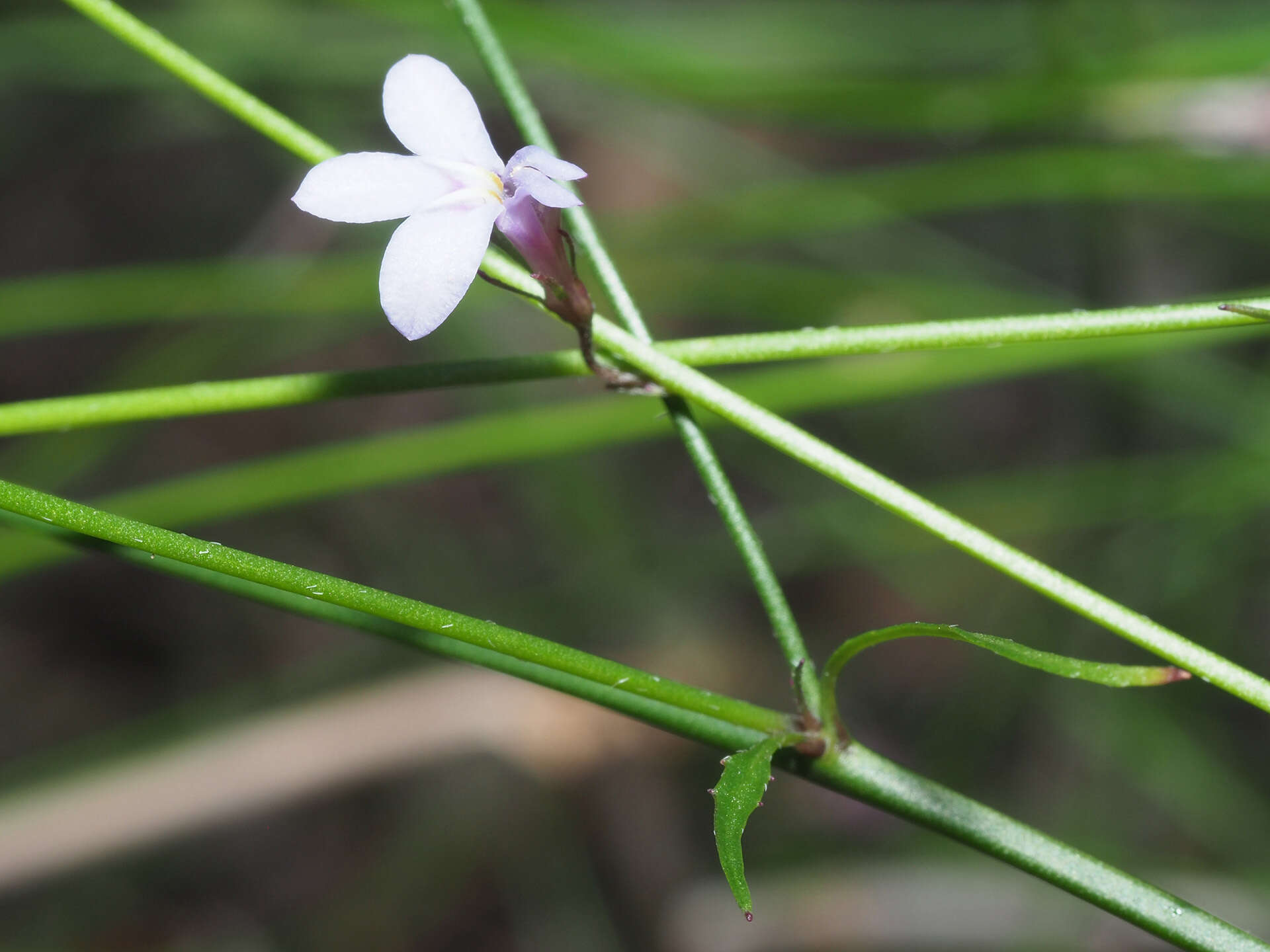 Imagem de Lobelia patula L. fil.