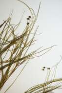 Image of Threadleaf-pondweed