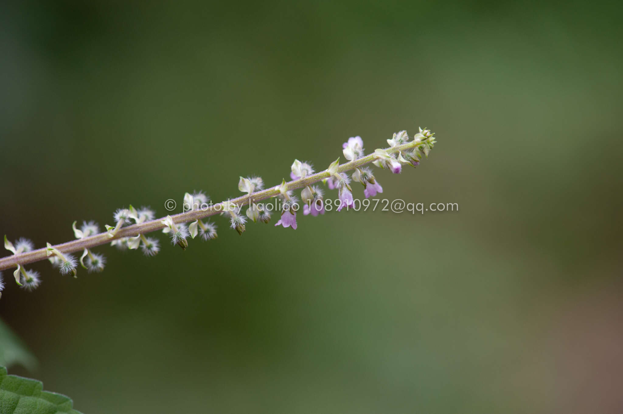 Imagem de Perilla frutescens var. frutescens