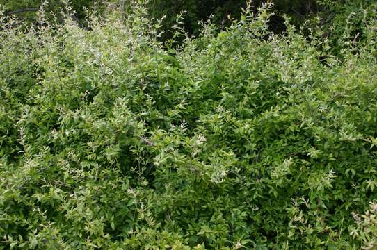 Image of Small-Flower Mock Buckthorn