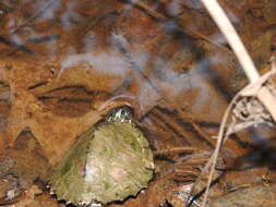 Image of Escambia Map Turtle