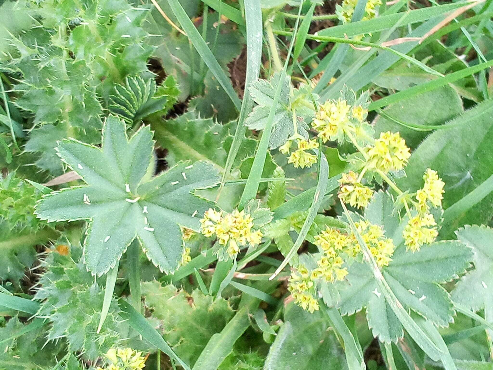 Image of Alpine Lady's-mantle