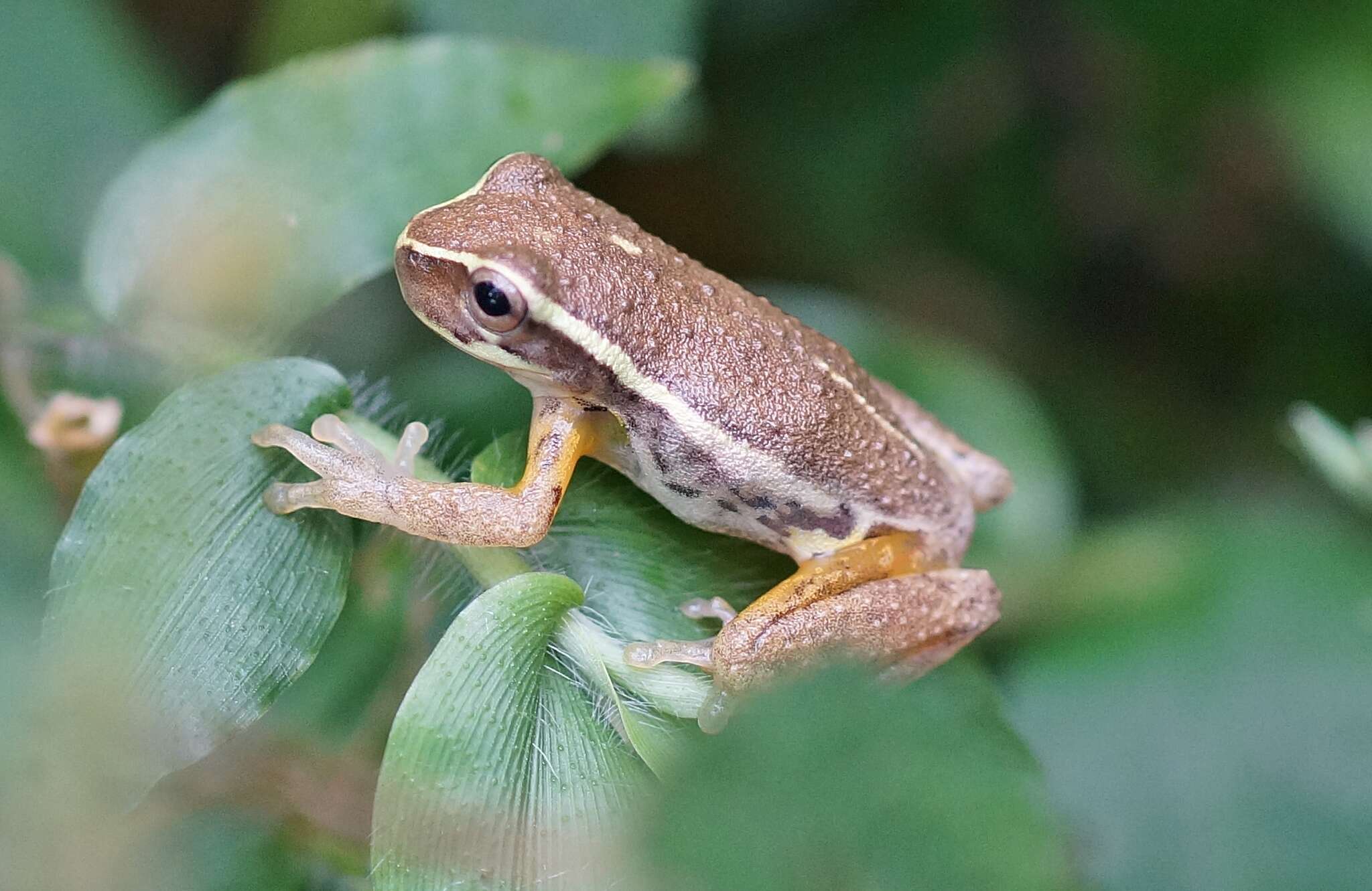 Imagem de Dendropsophus padreluna (Kaplan & Ruiz-Carranza 1997)