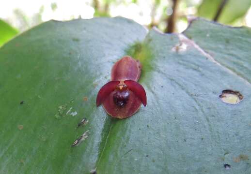 Image of Pleurothallis cordata (Ruiz & Pav.) Lindl.