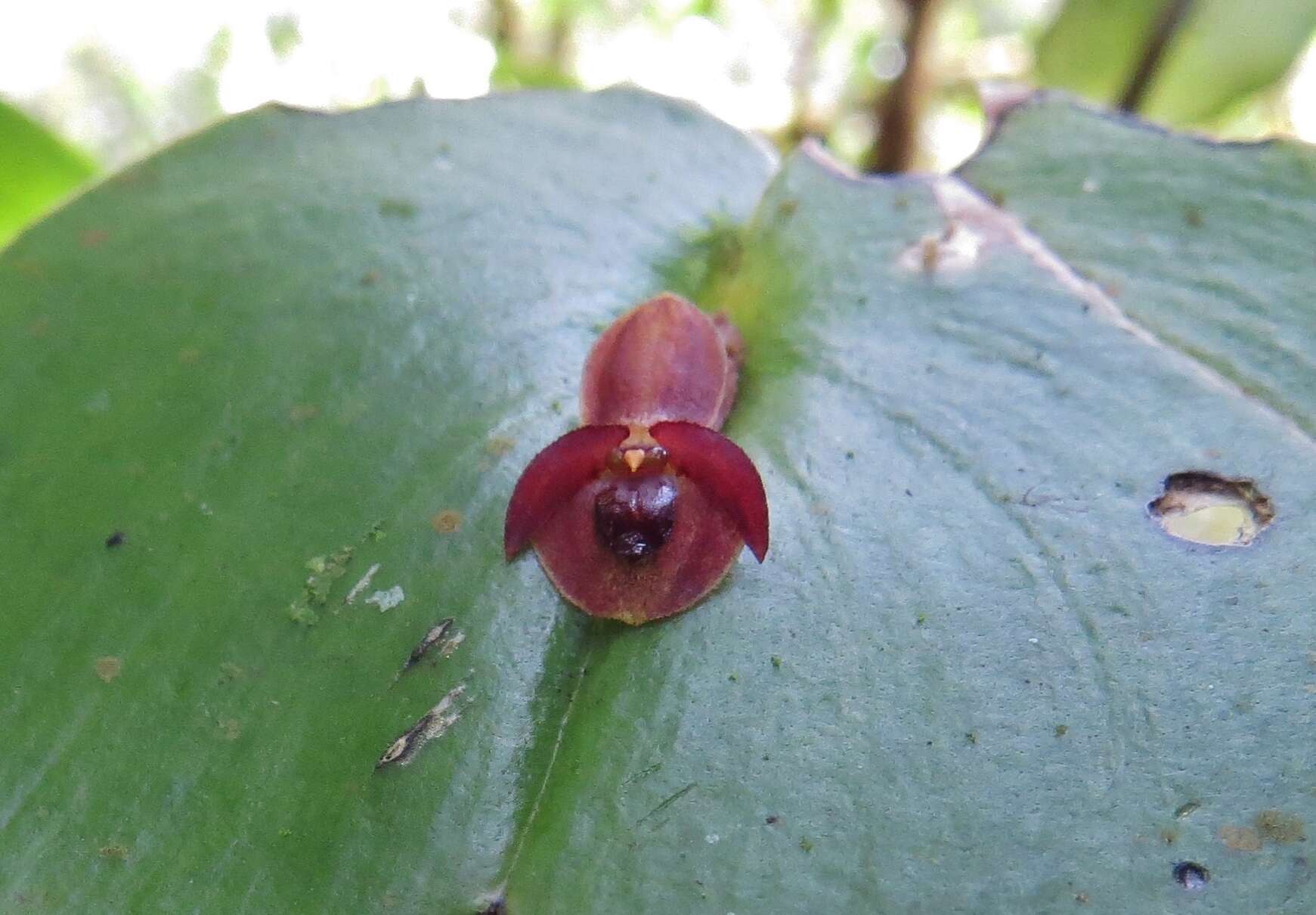 Imagem de Pleurothallis cordata (Ruiz & Pav.) Lindl.