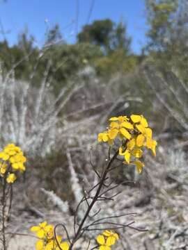 Image of Ben Lomond wallflower