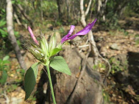 Image of Dicliptera clinopodia Nees