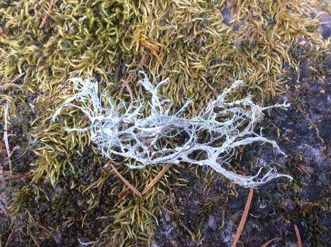 Image of farinose cartilage lichen