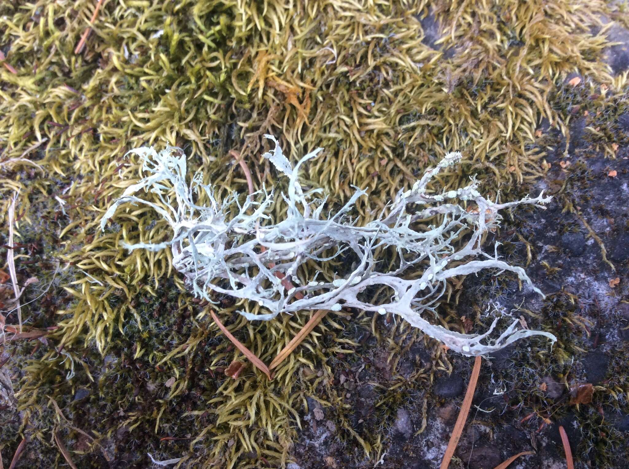 Image of farinose cartilage lichen