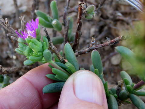 Image of Delosperma peersii Lavis