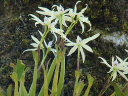 Imagem de Prosthechea baculus (Rchb. fil.) W. E. Higgins