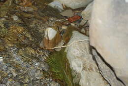 Image of Pyrenean Frog