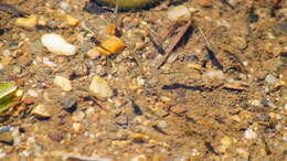 Image of Porthole livebearer