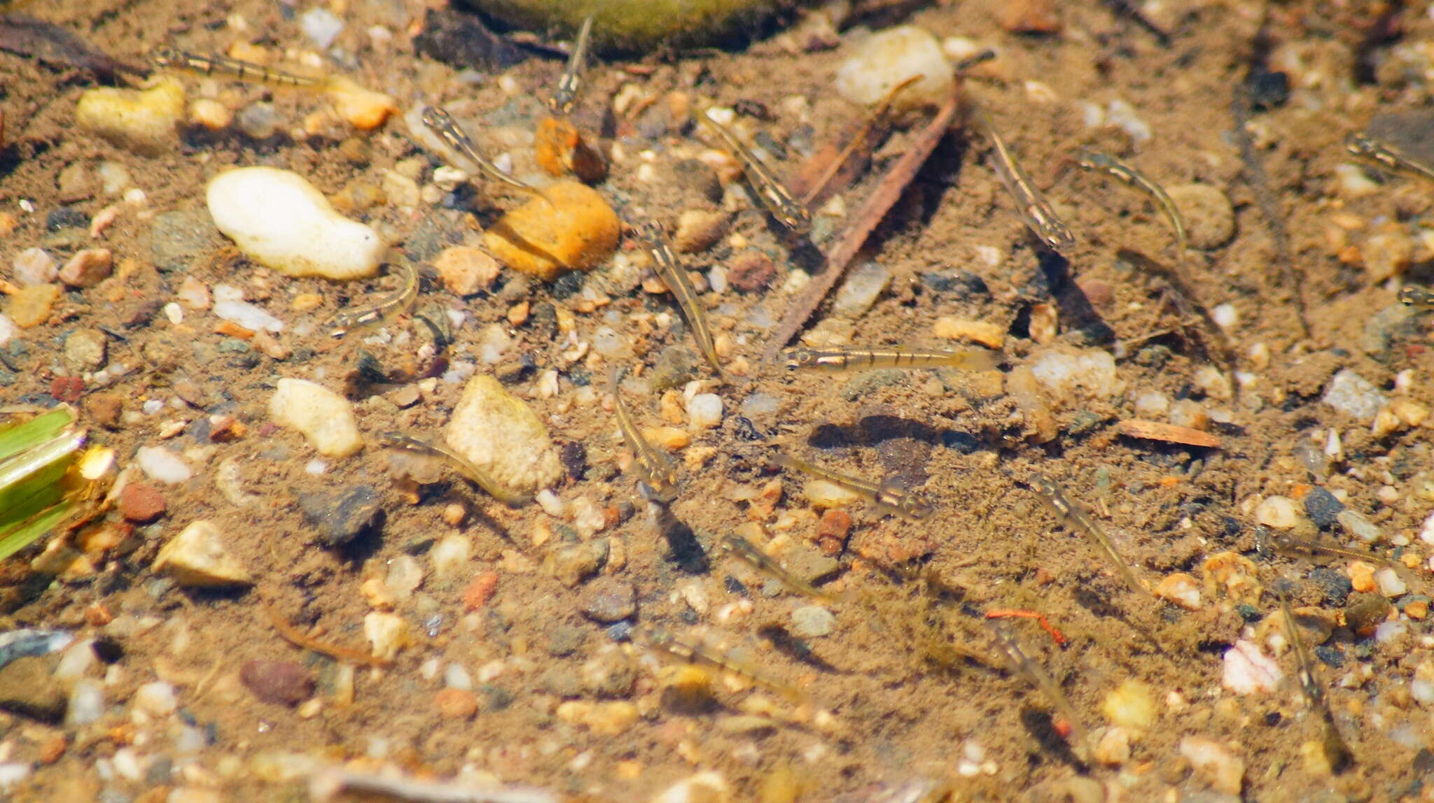 Image of Porthole livebearer