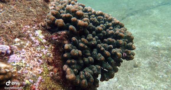 Image of Pocillopora aliciae Schmidt-Roach, Miller & Andreakis 2013