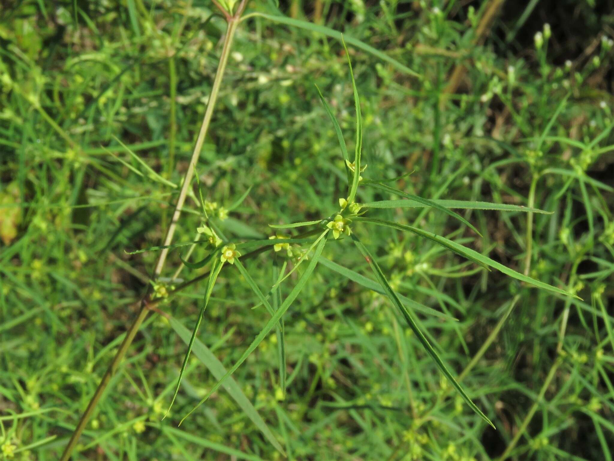 Image of sixangle spurge