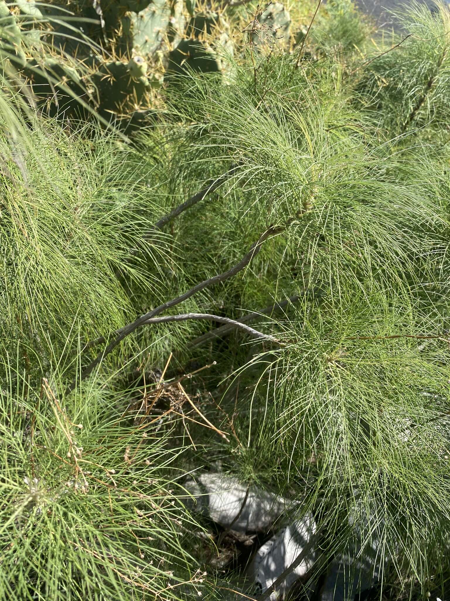 Image of Sonchus capillaris Svent.