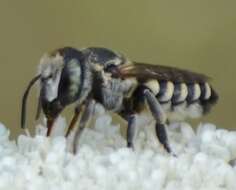 Image of Apical Leafcutter Bee